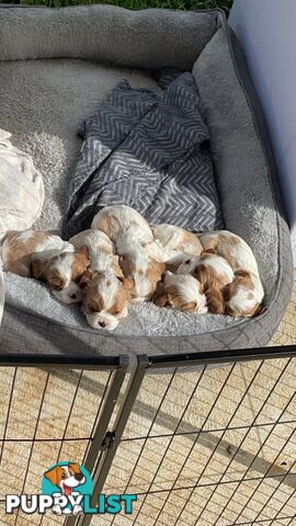 King Charles puppies for sale