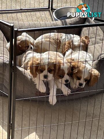 King Charles puppies for sale