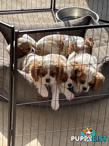 King Charles cavalier puppy