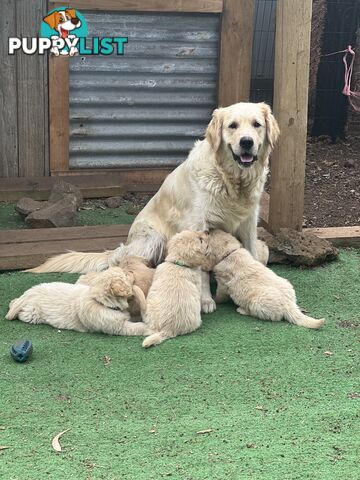 Golden retriever puppies