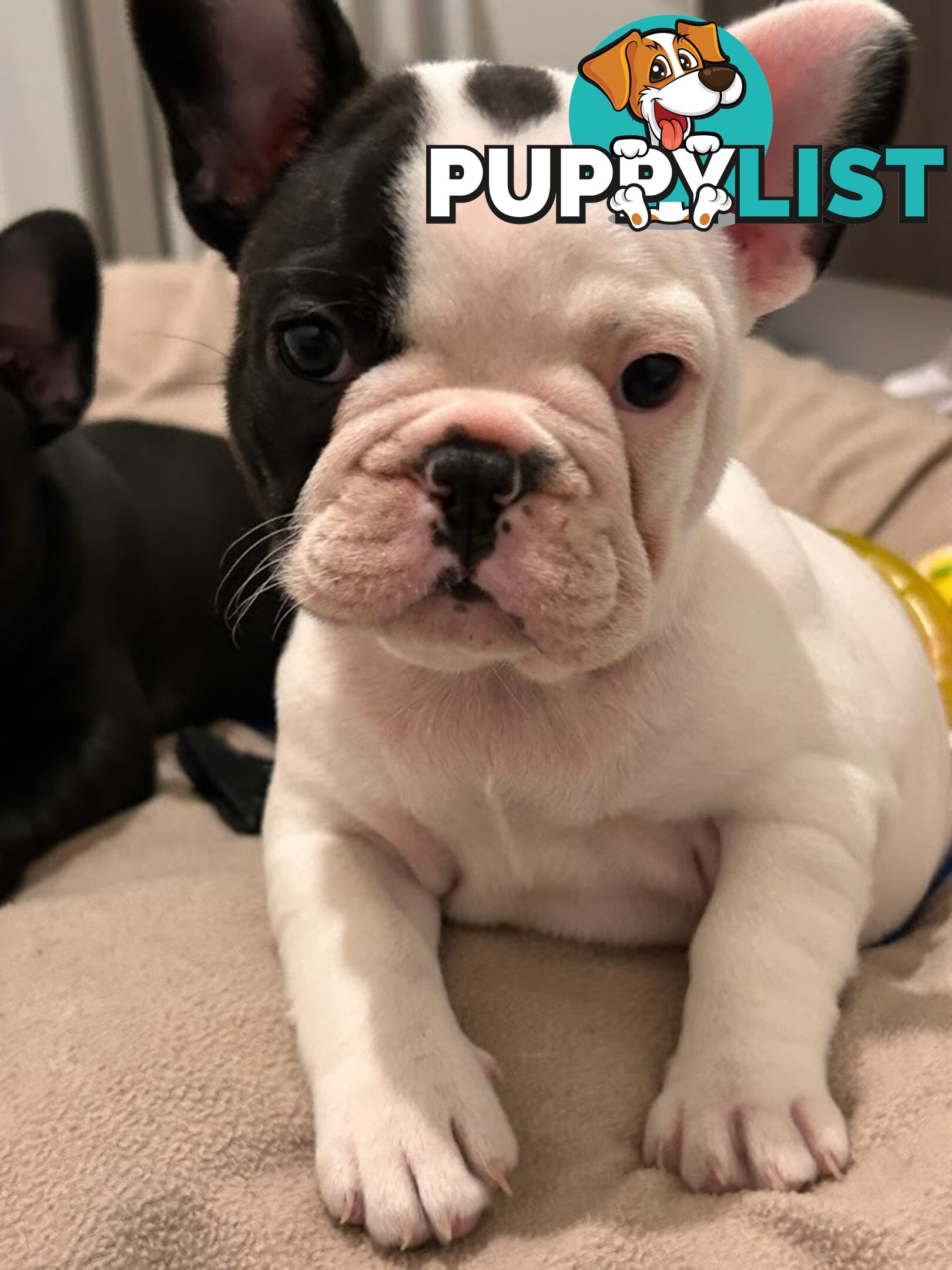 3 * French Bulldog Puppies