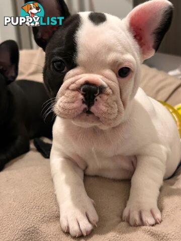 3 * French Bulldog Puppies