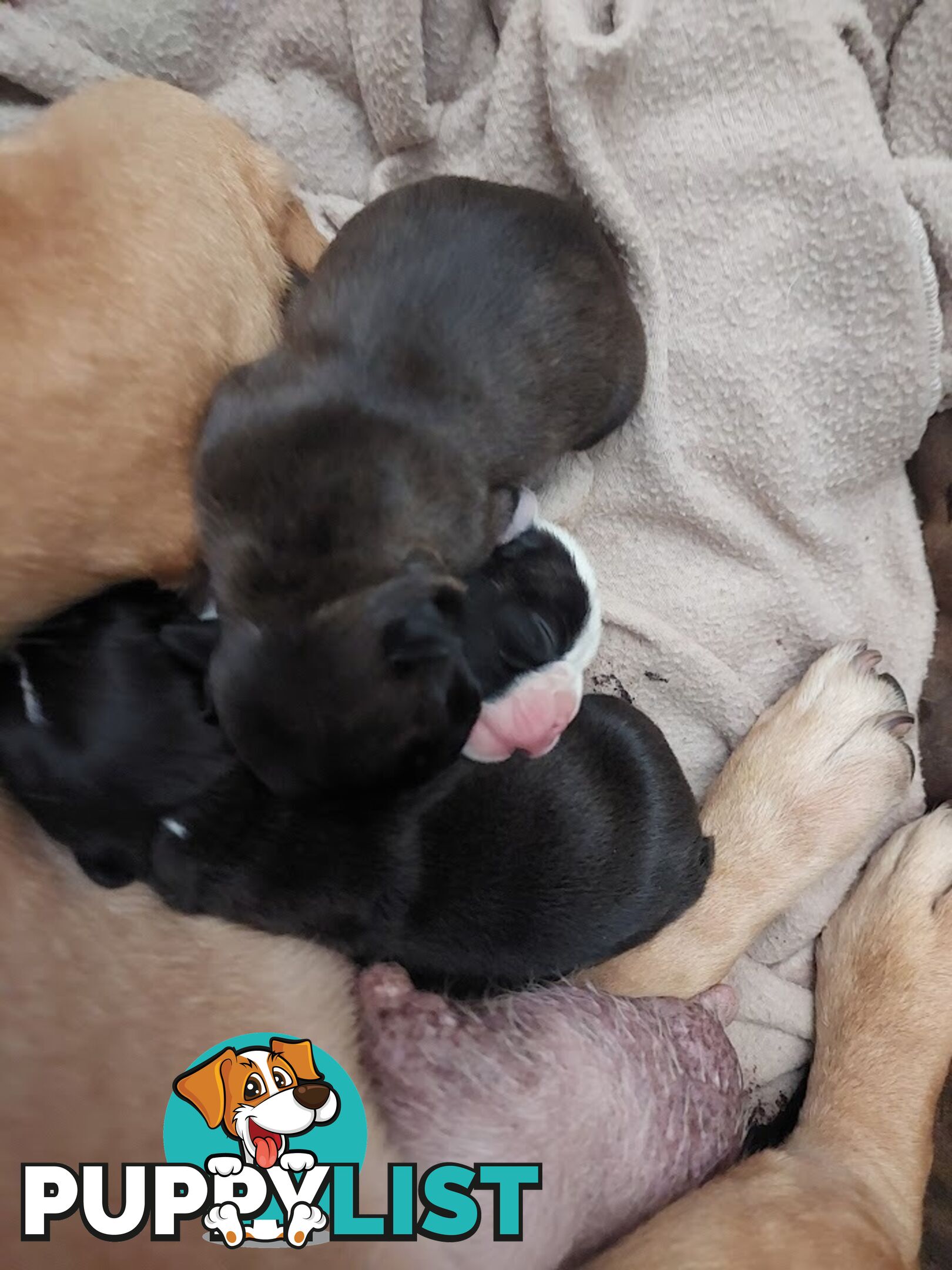 3 * French Bulldog Puppies