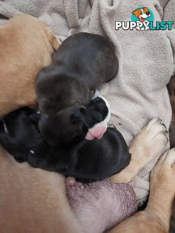 3 * French Bulldog Puppies