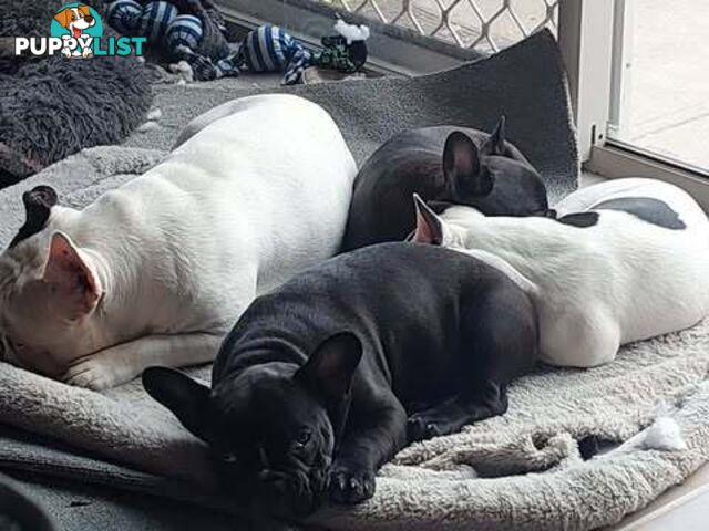 3 * French Bulldog Puppies