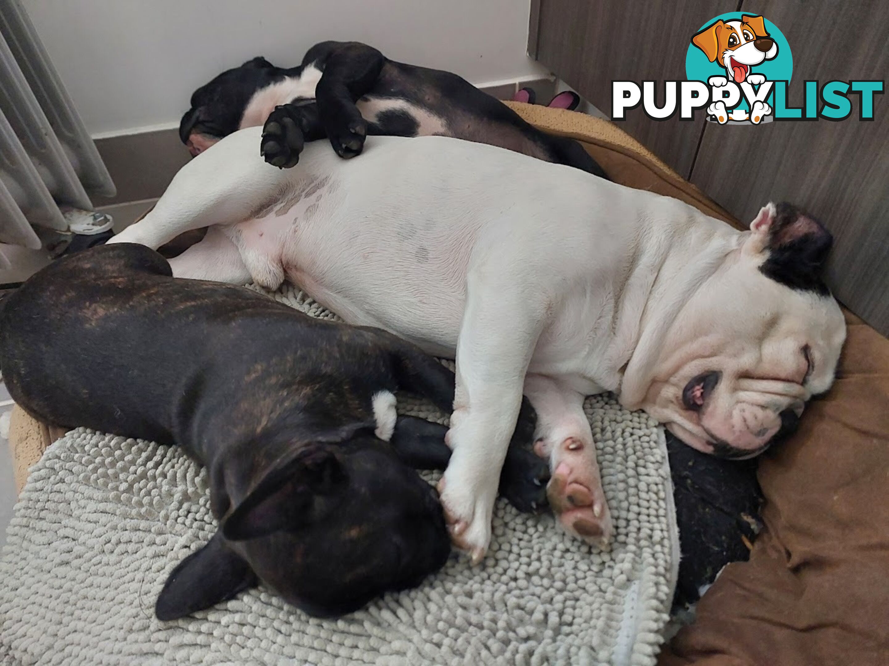 3 * French Bulldog Puppies