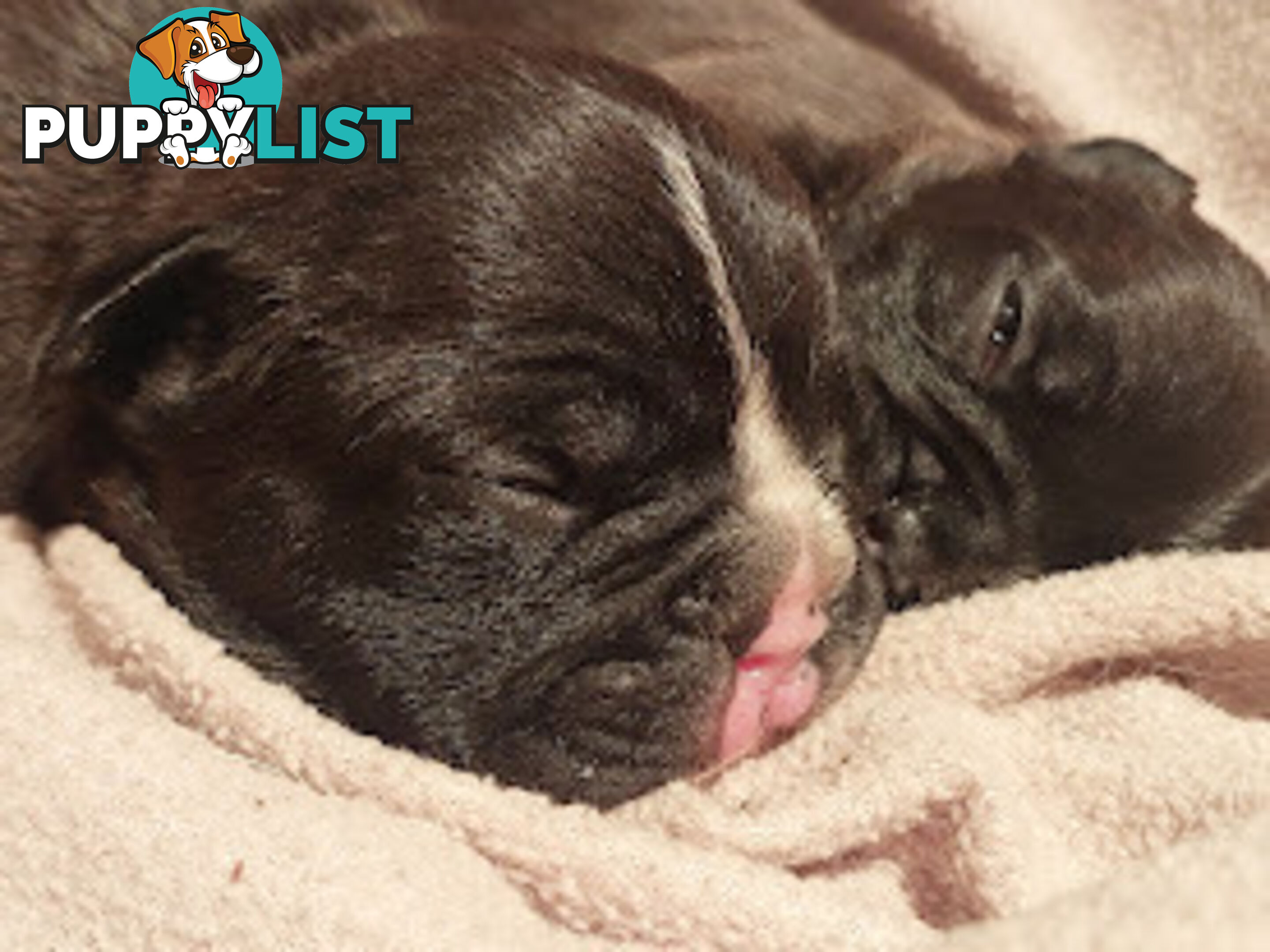 3 * French Bulldog Puppies