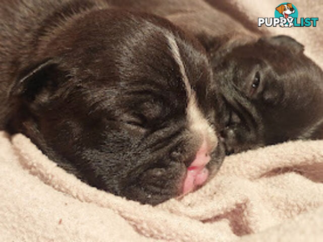 3 * French Bulldog Puppies