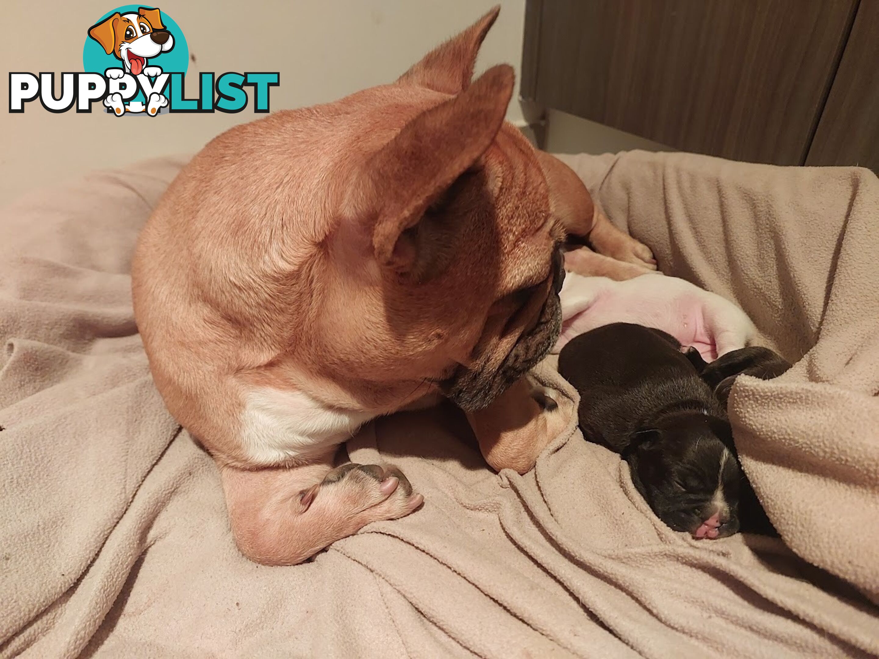 3 * French Bulldog Puppies