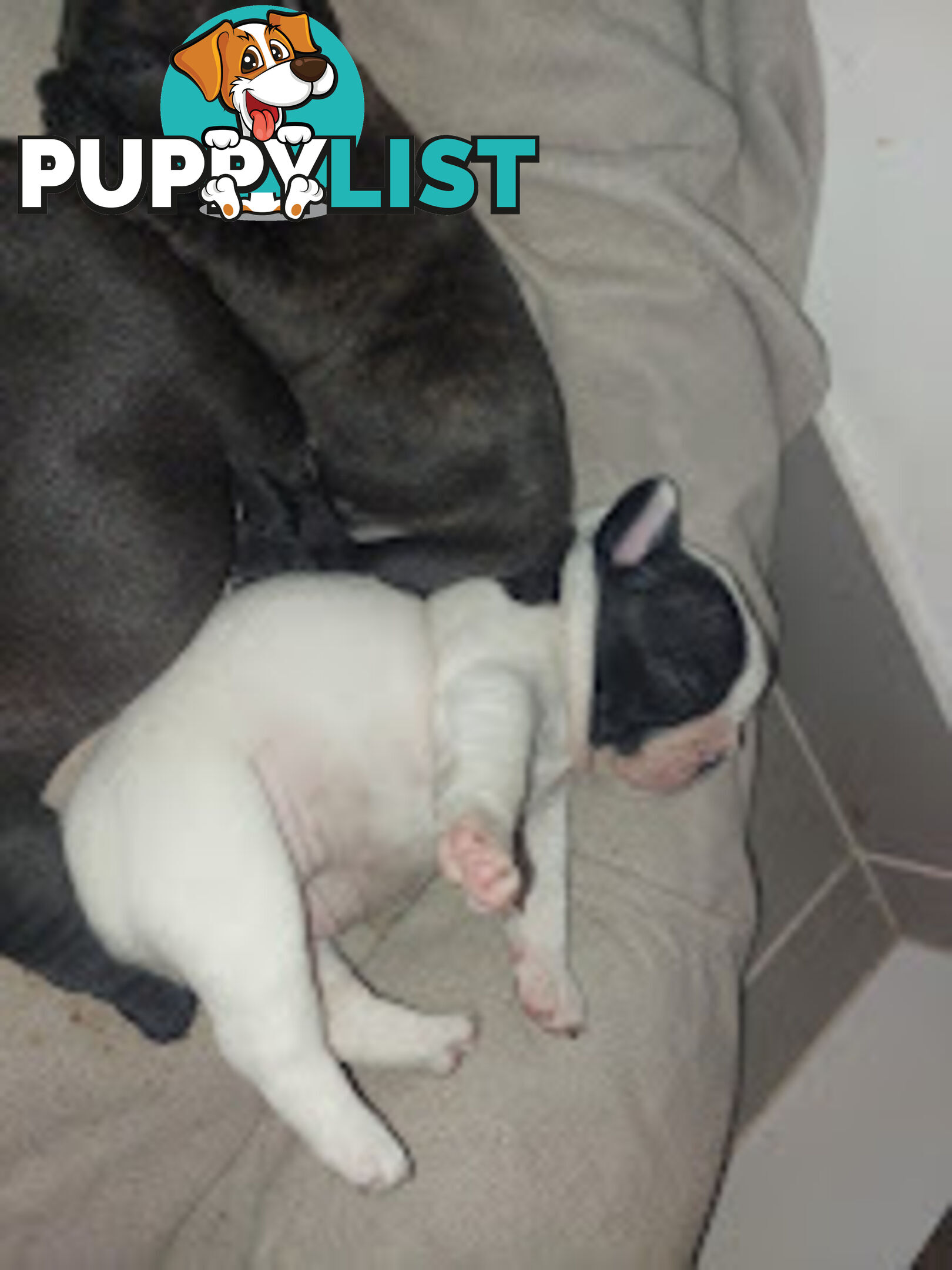 3 * French Bulldog Puppies