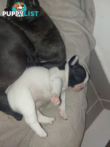 3 * French Bulldog Puppies