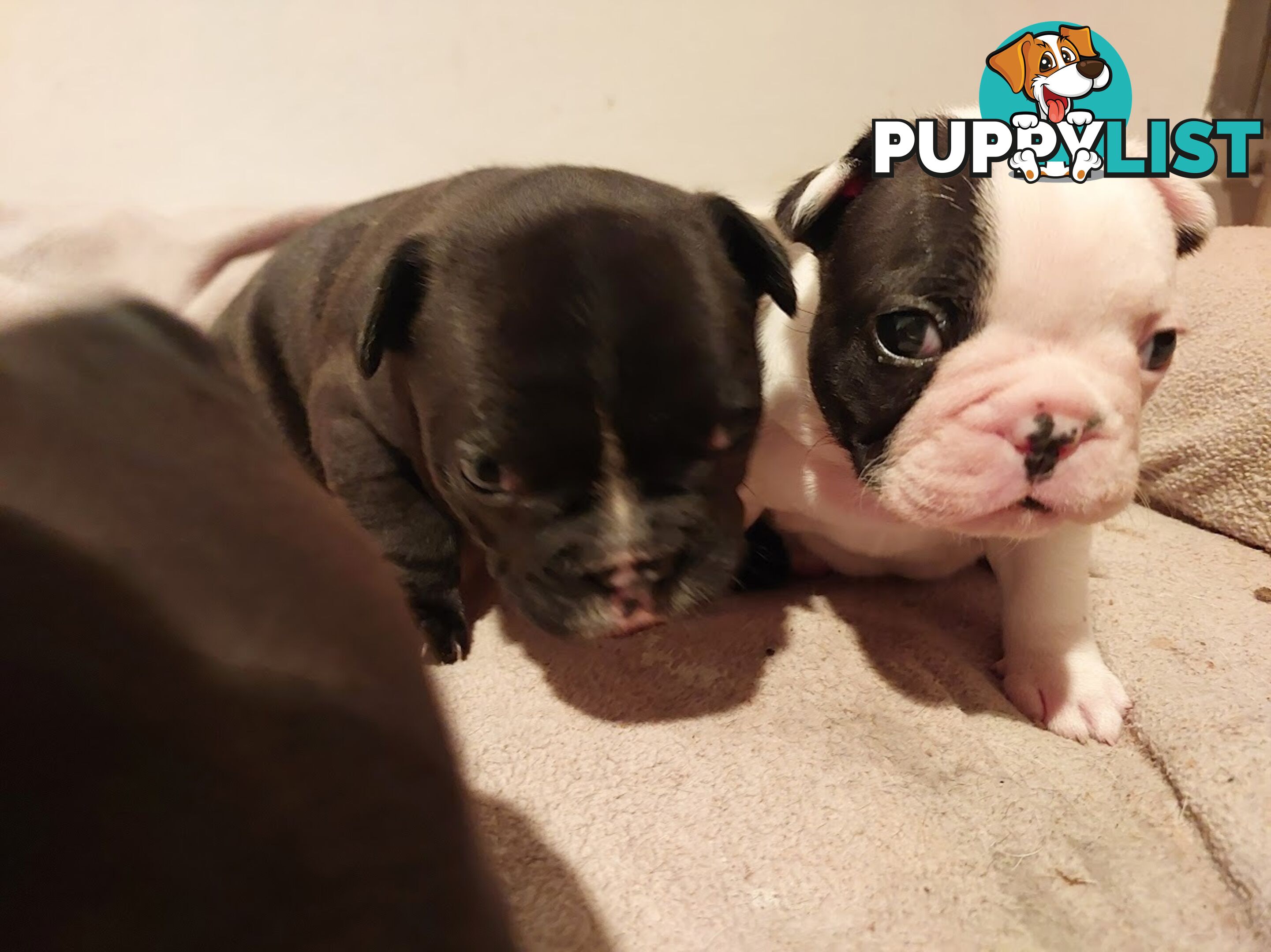 3 * French Bulldog Puppies