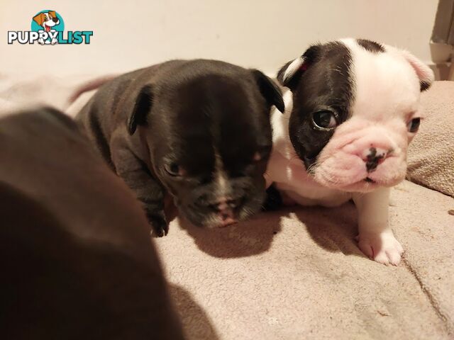 3 * French Bulldog Puppies