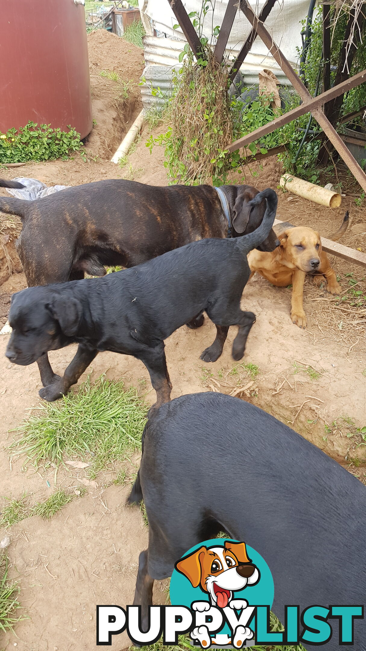 Rotweiler x Cane Corsa puppys