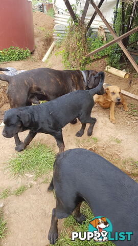 Rotweiler x Cane Corsa puppys