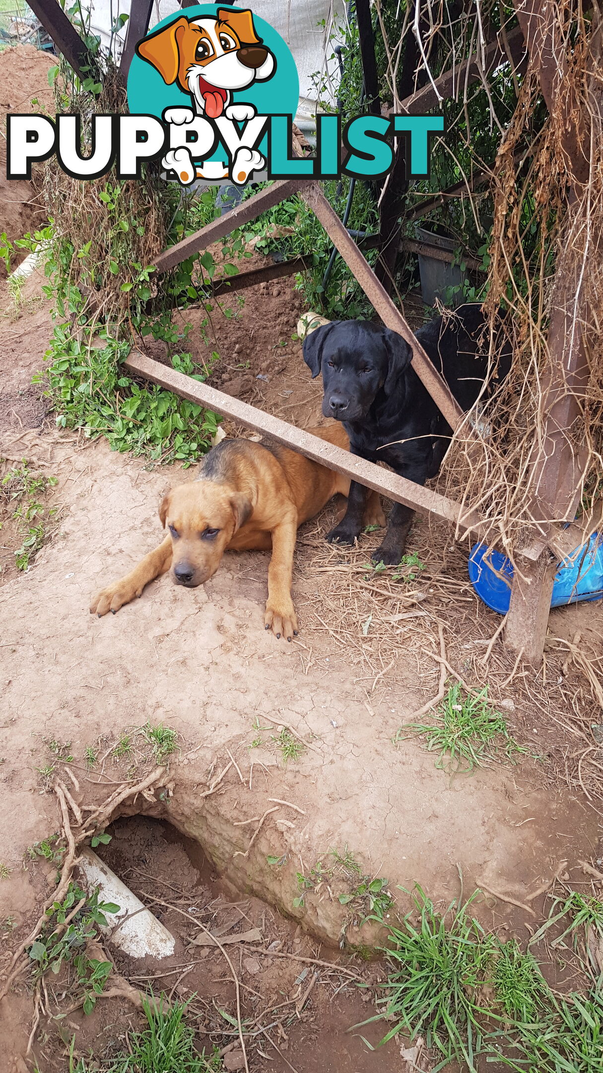 Rotweiler x Cane Corsa puppys