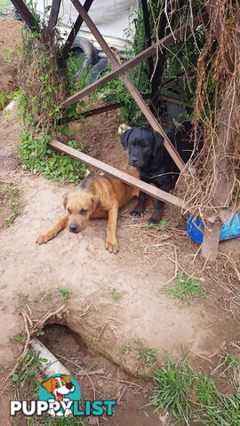 Rotweiler x Cane Corsa puppys