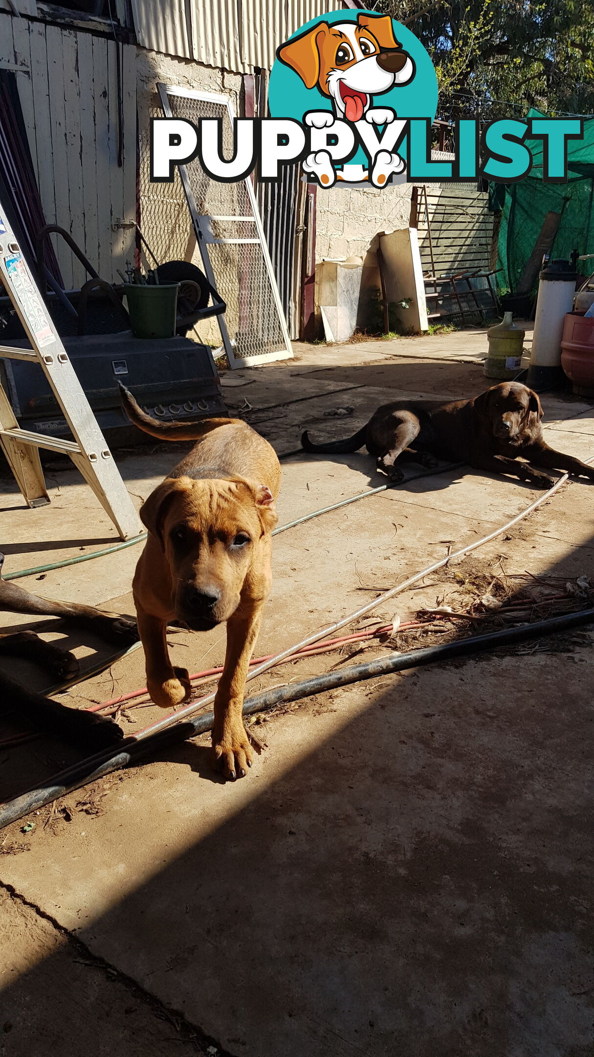 Rotweiler x Cane Corsa puppys