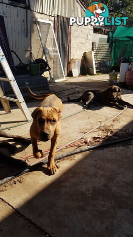 Rotweiler x Cane Corsa puppys