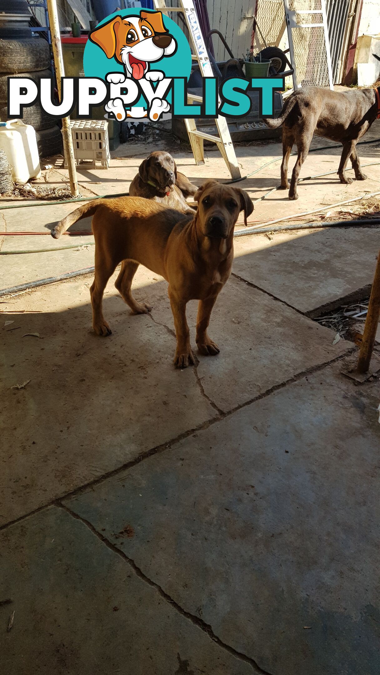 Rotweiler x Cane Corsa puppys