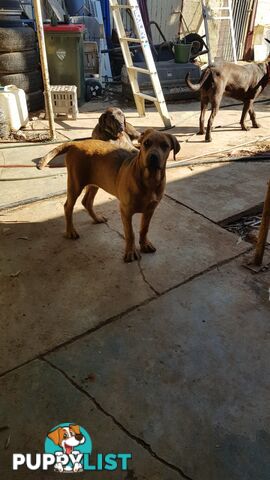 Rotweiler x Cane Corsa puppys