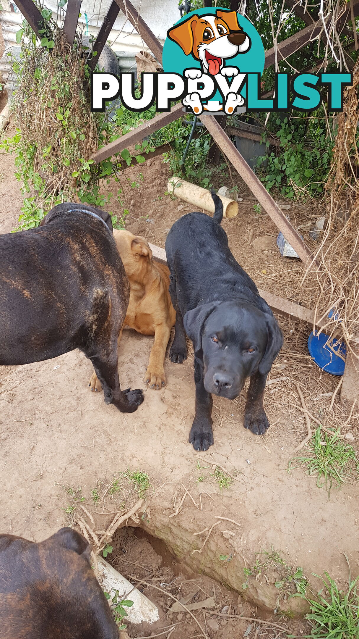 Rotweiler x Cane Corsa puppys