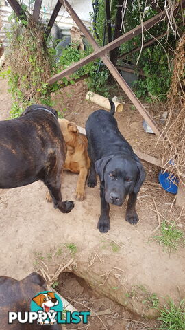 Rotweiler x Cane Corsa puppys