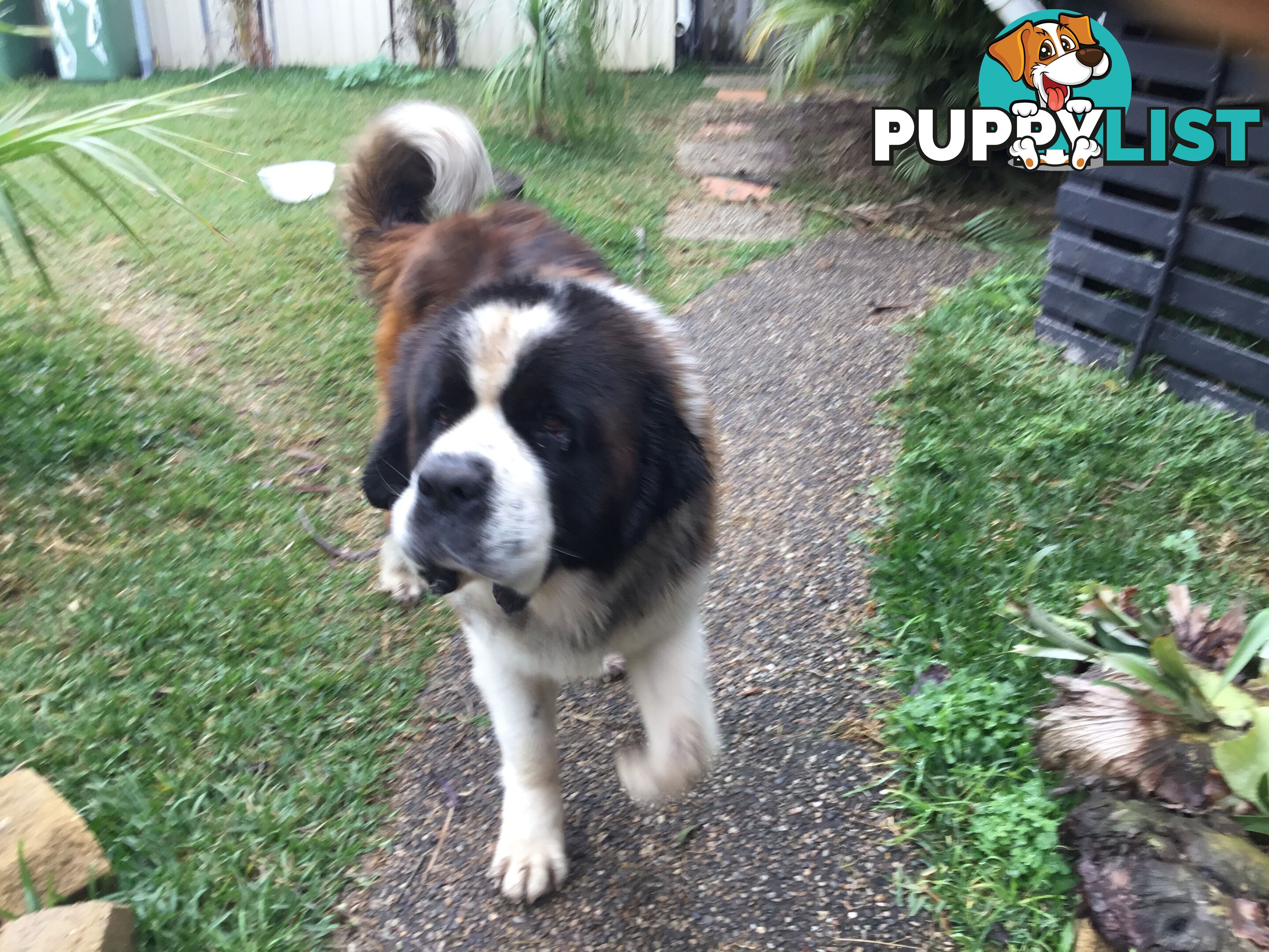 Pure-bred Male Rough Coat Saint Bernard