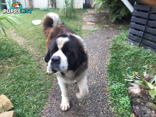 Pure-bred Male Rough Coat Saint Bernard