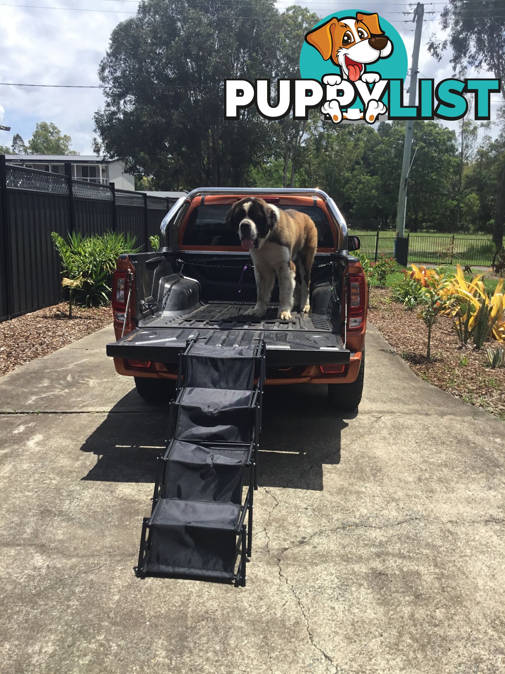 Pure-bred Male Rough Coat Saint Bernard