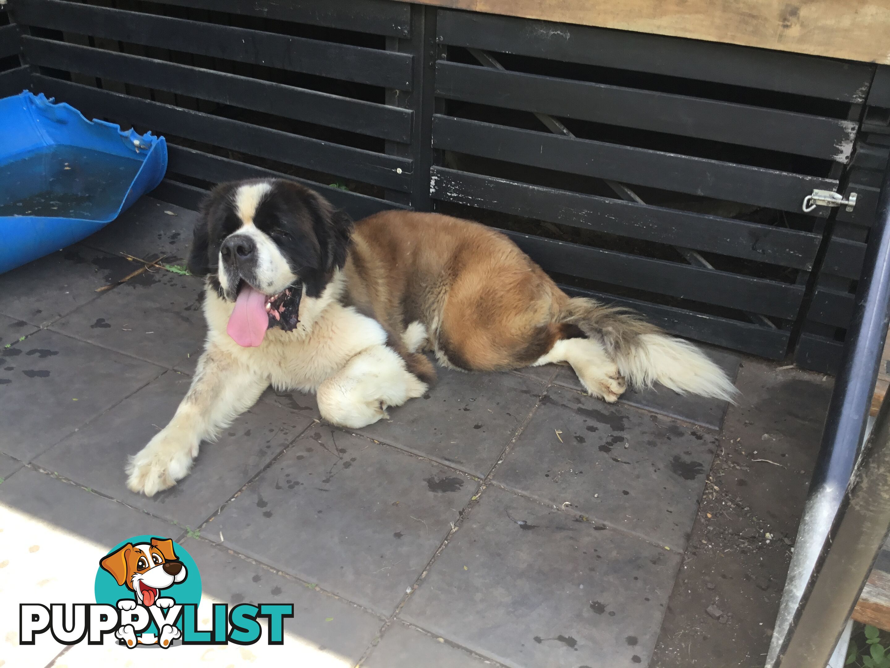 Pure-bred Male Rough Coat Saint Bernard