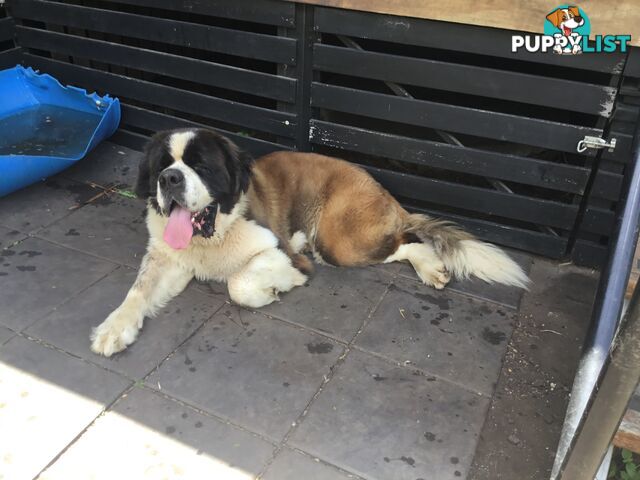 Pure-bred Male Rough Coat Saint Bernard