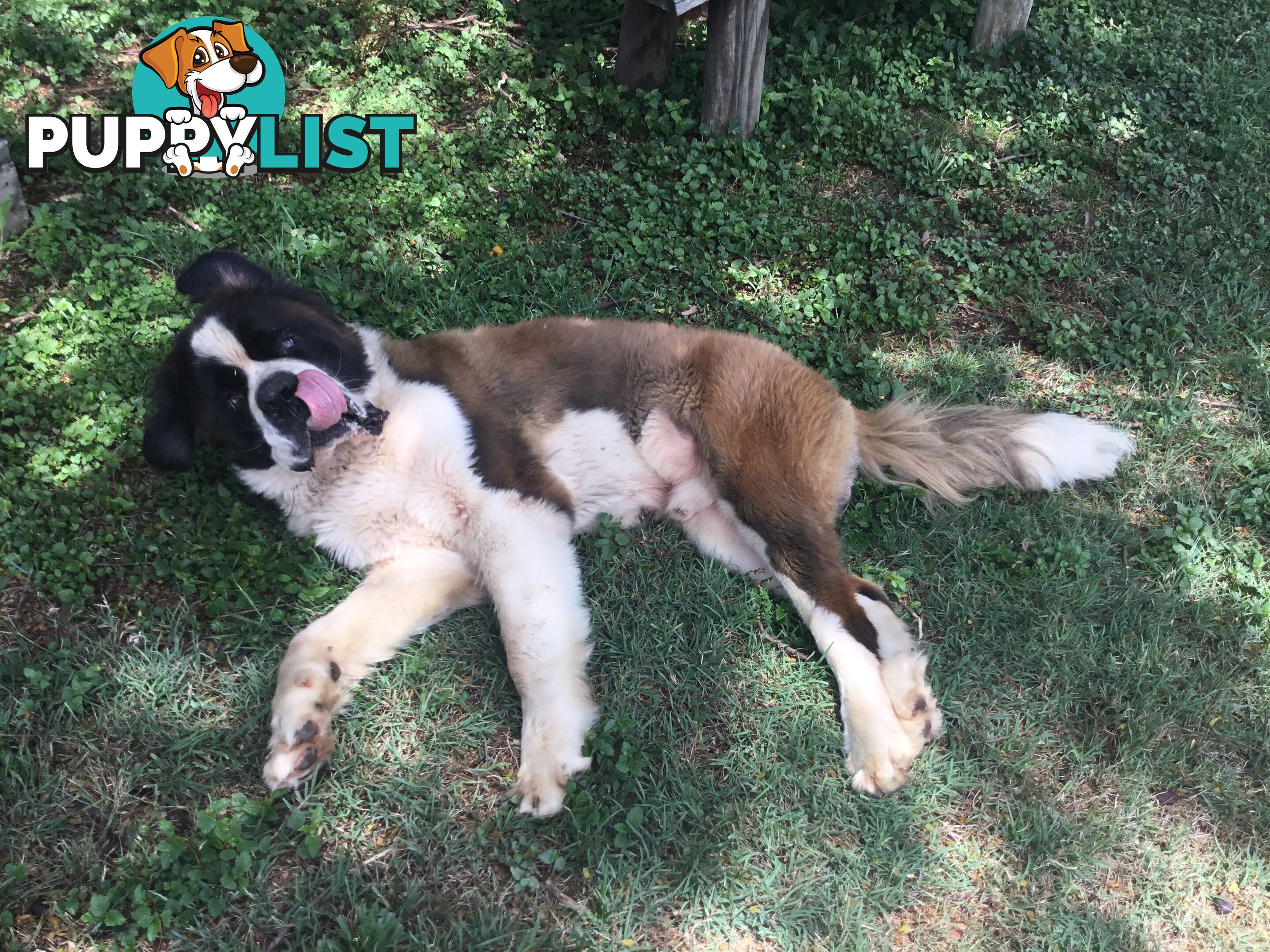 Pure-bred Male Rough Coat Saint Bernard