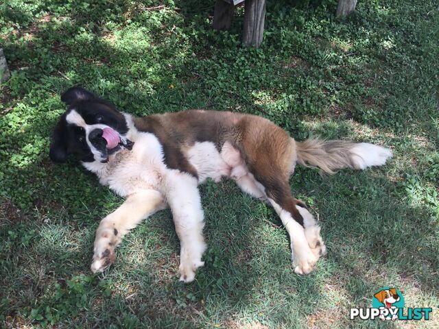 Pure-bred Male Rough Coat Saint Bernard