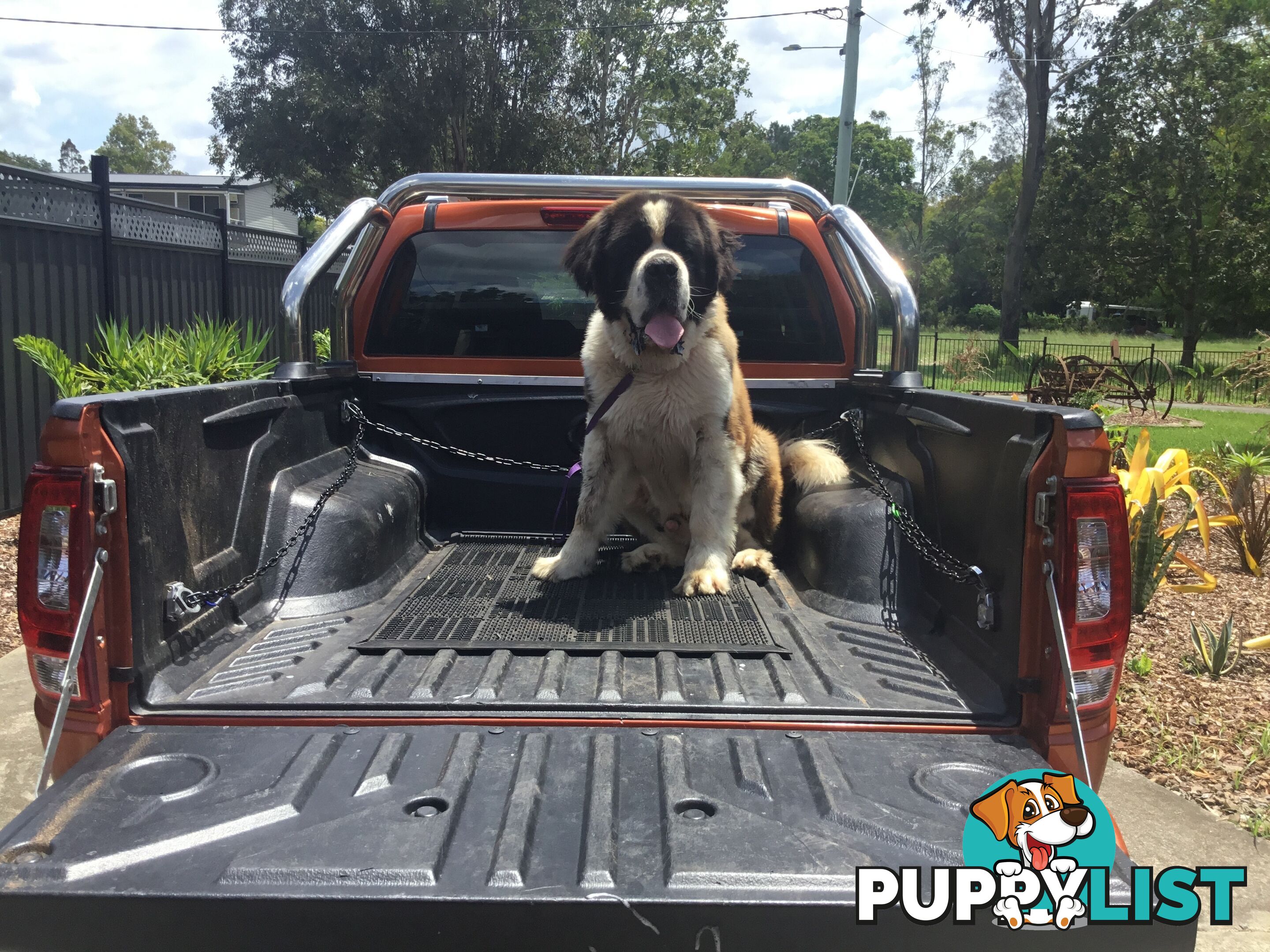 Pure-bred Male Rough Coat Saint Bernard