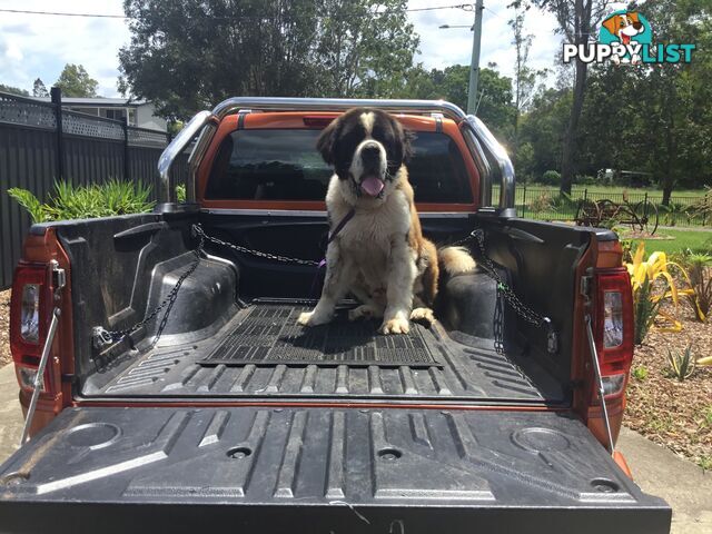 Pure-bred Male Rough Coat Saint Bernard