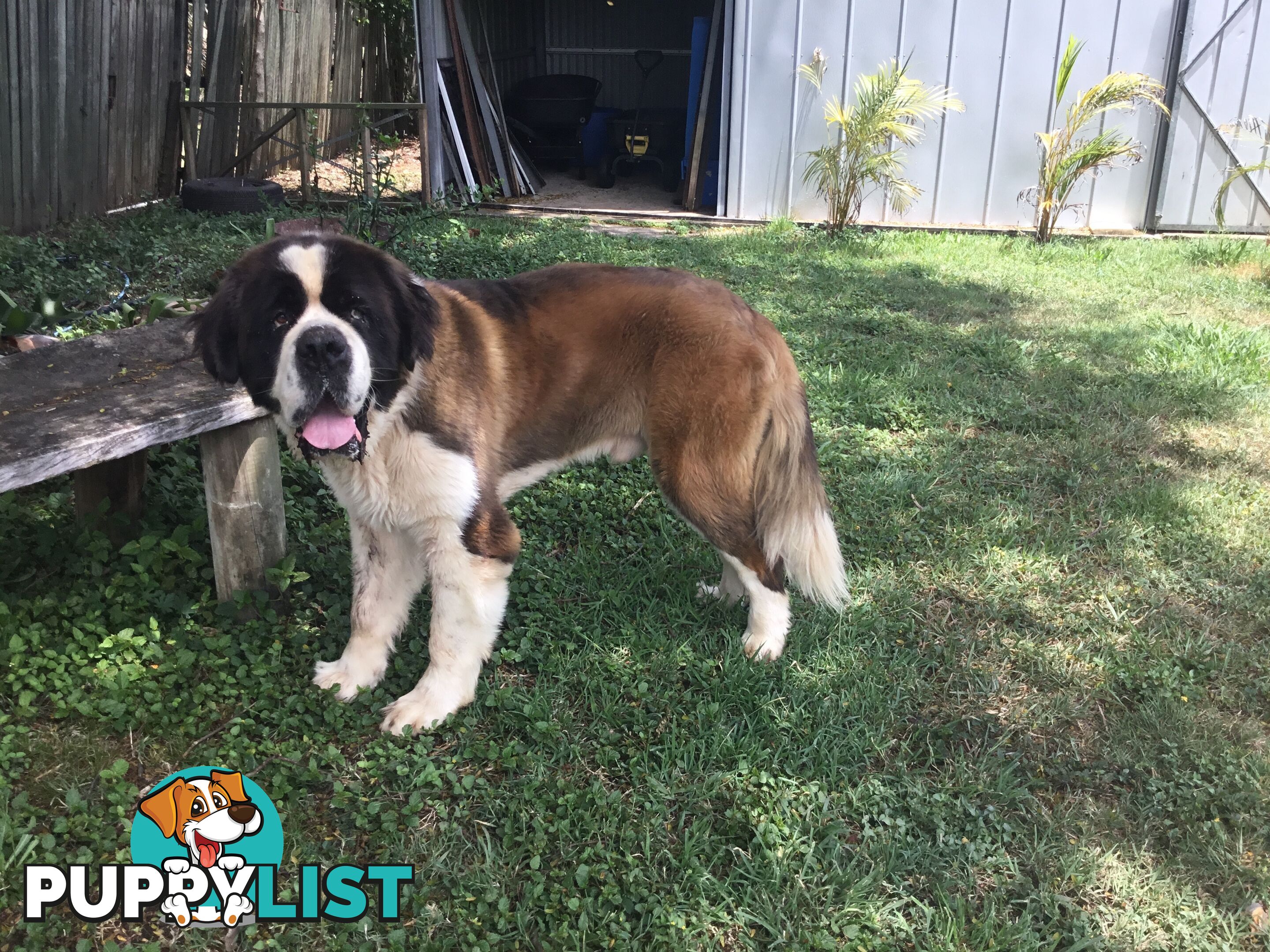 Pure-bred Male Rough Coat Saint Bernard