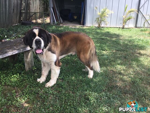 Pure-bred Male Rough Coat Saint Bernard