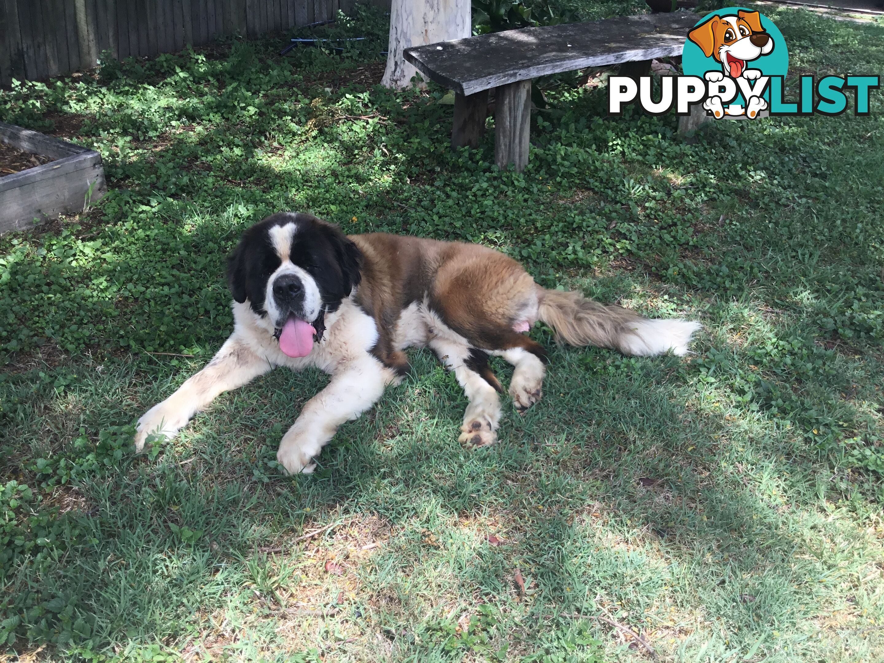 Pure-bred Male Rough Coat Saint Bernard