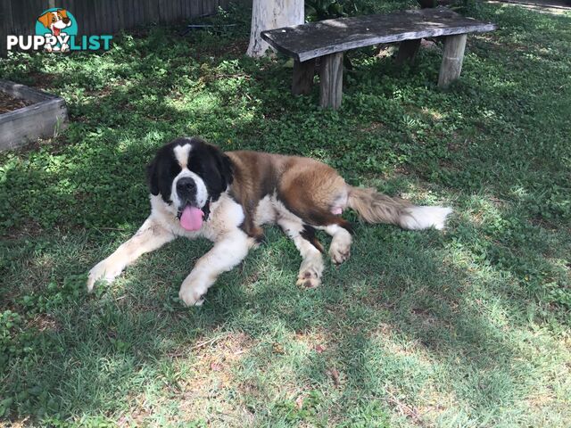 Pure-bred Male Rough Coat Saint Bernard