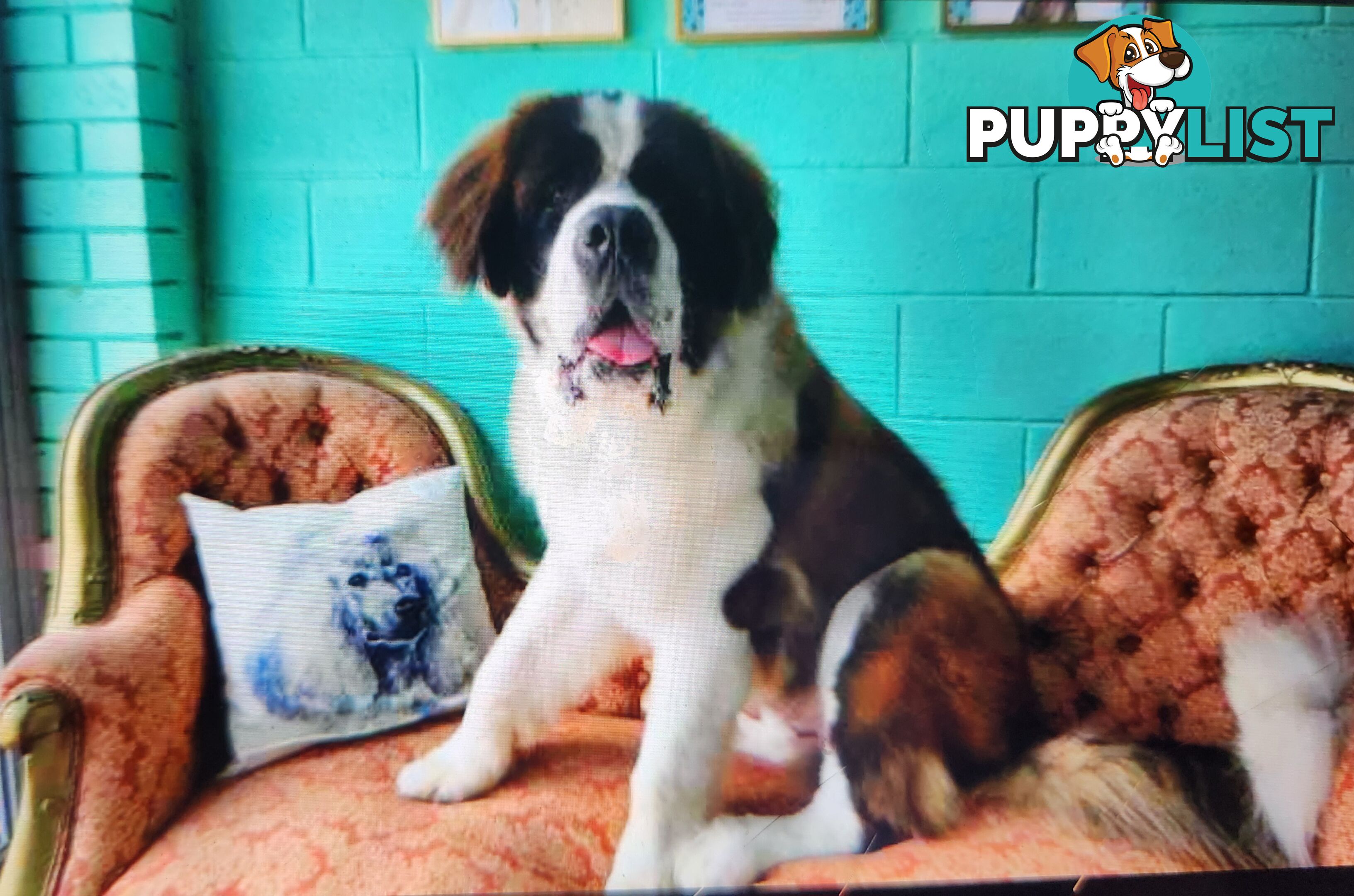 Pure-bred Male Rough Coat Saint Bernard