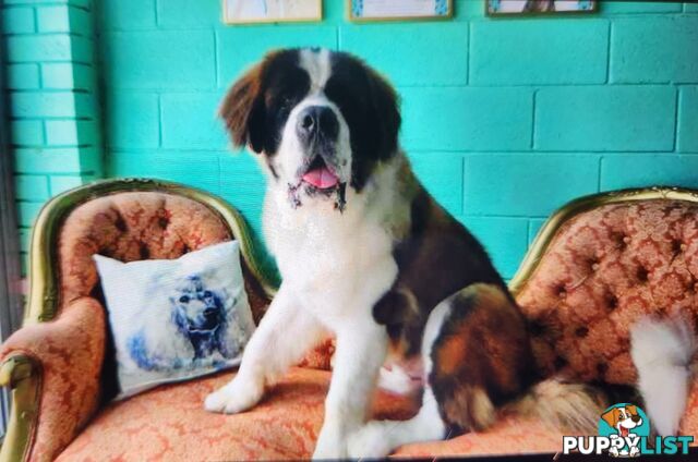 Pure-bred Male Rough Coat Saint Bernard