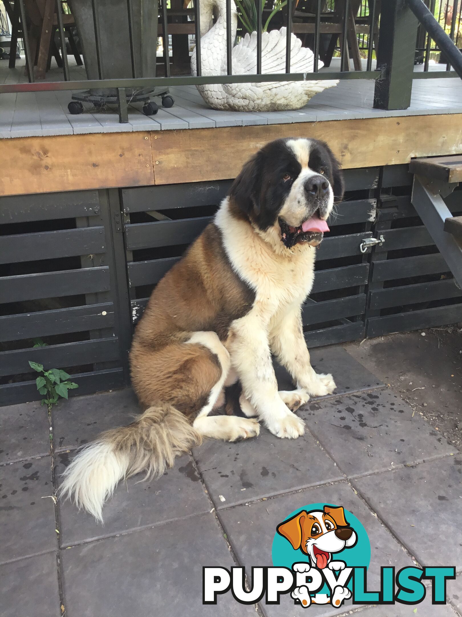 Pure-bred Male Rough Coat Saint Bernard