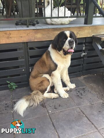 Pure-bred Male Rough Coat Saint Bernard