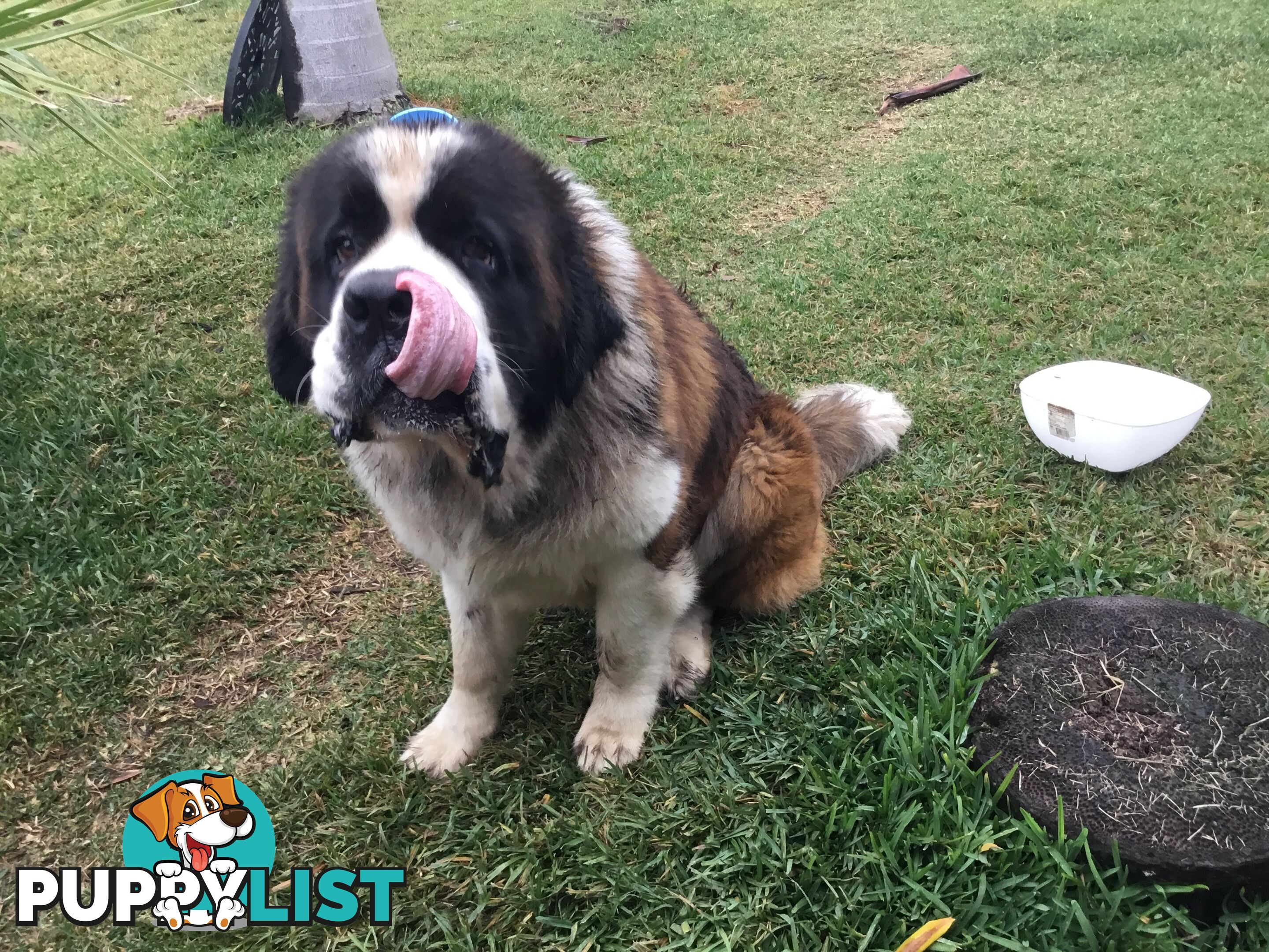 Pure-bred Male Rough Coat Saint Bernard