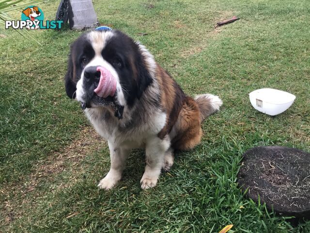 Pure-bred Male Rough Coat Saint Bernard