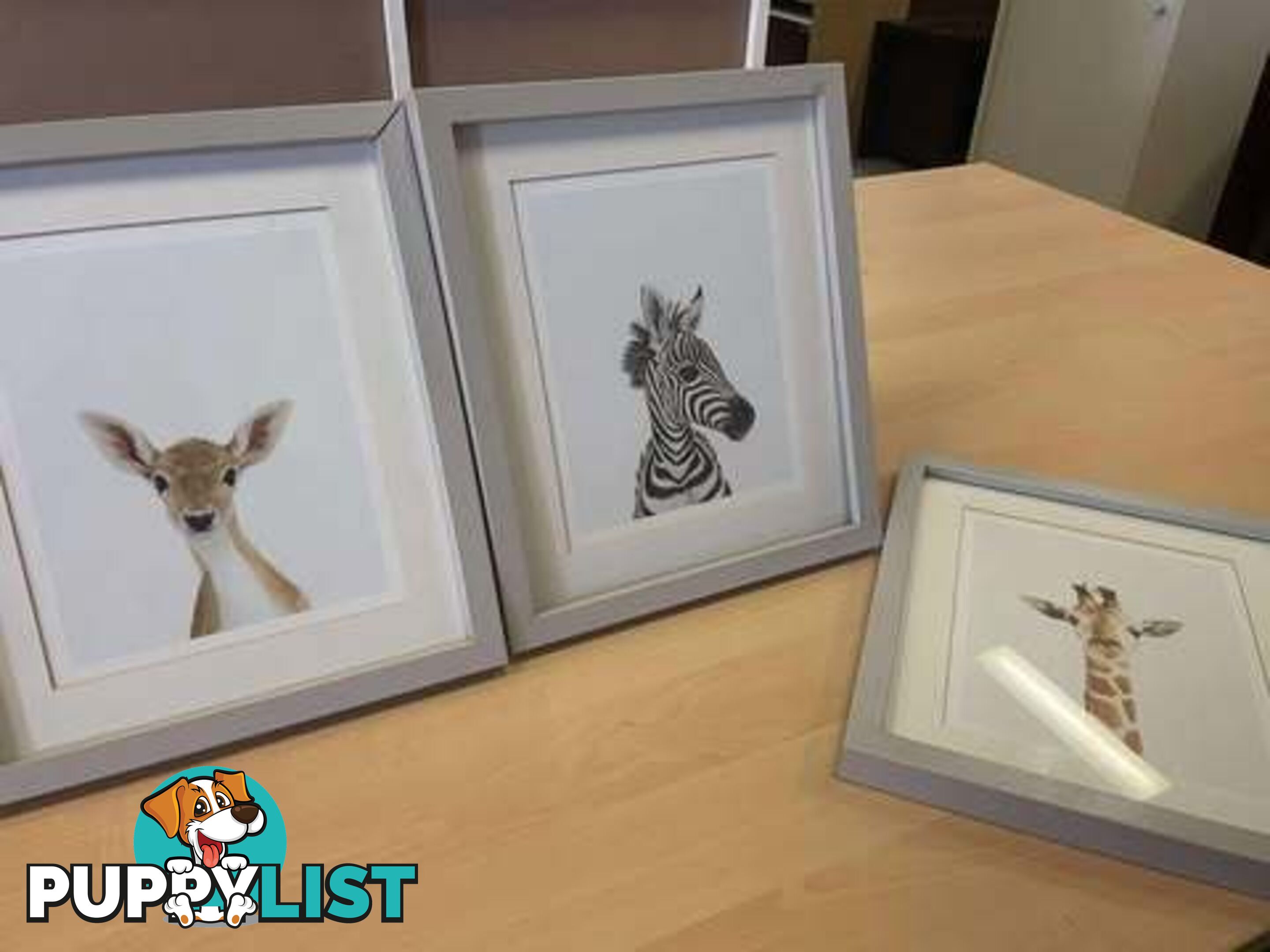 3 x Sweet Mounted Baby Zoo Animal Nursery Prints - Embleton,Perth