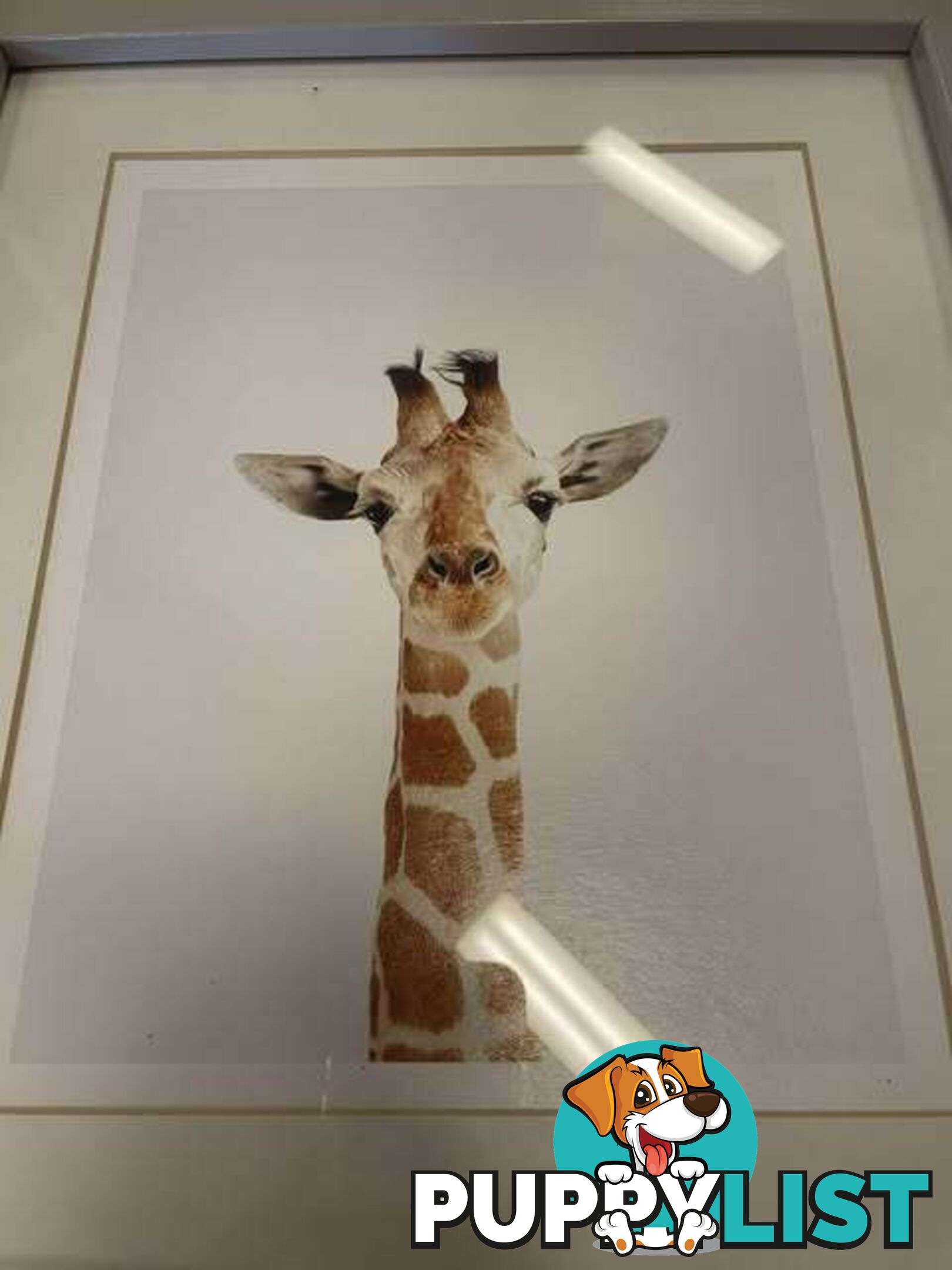 3 x Sweet Mounted Baby Zoo Animal Nursery Prints - Embleton,Perth