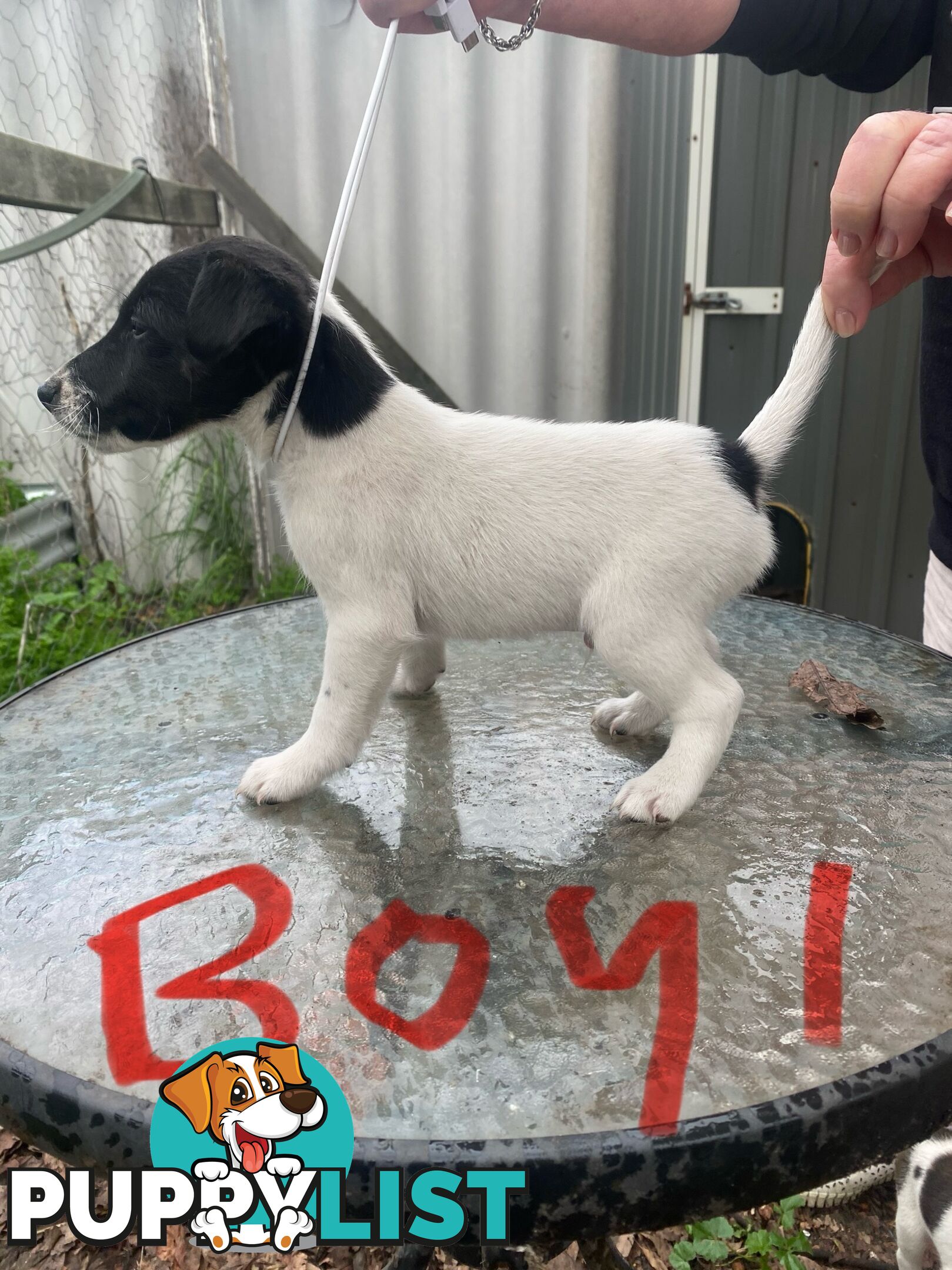 Pure fox terrier smooth