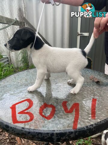 Pure fox terrier smooth